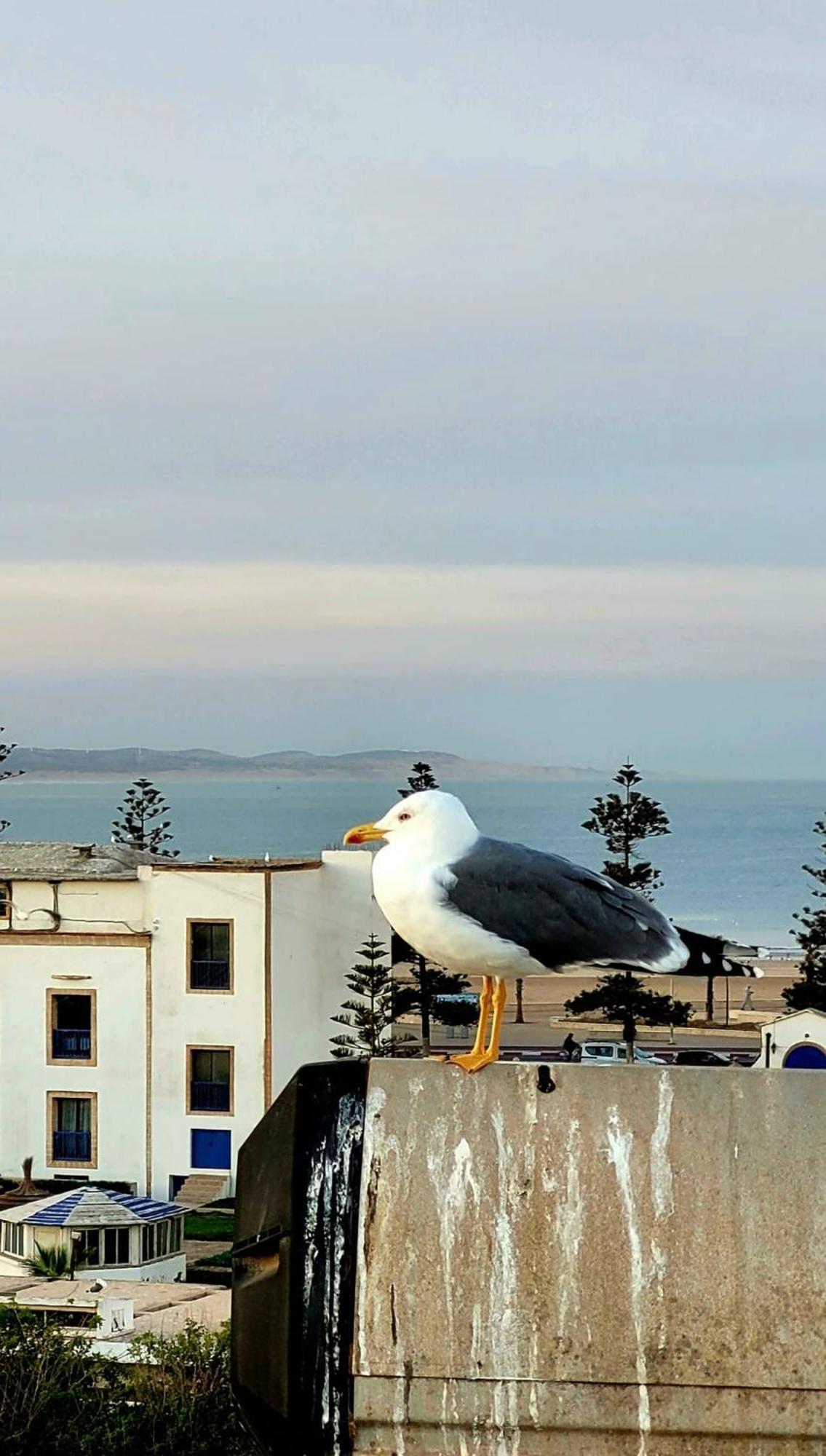 Riad Ocean Medina Εσαουίρα Εξωτερικό φωτογραφία